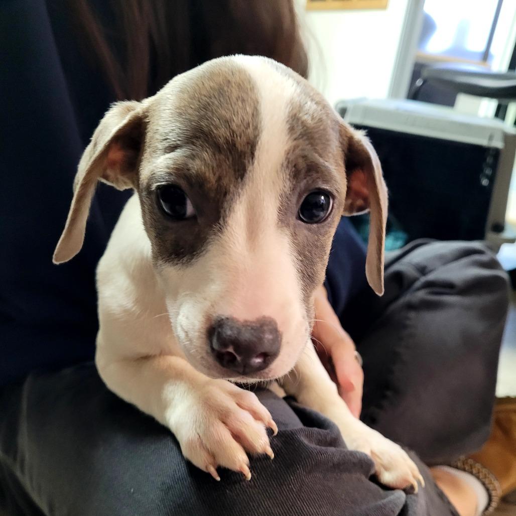 Zelda, Adoptable, Puppy Female Mixed Breed.