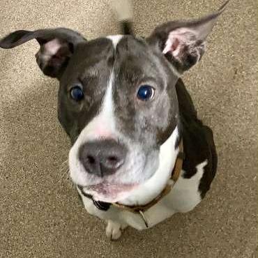 Princess, Adoptable, Adult Female Mixed Breed.