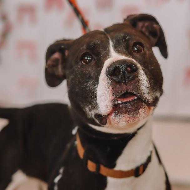 Princess, a Adoptable Mixed Breed in Ballston Spa, NY image 2/5