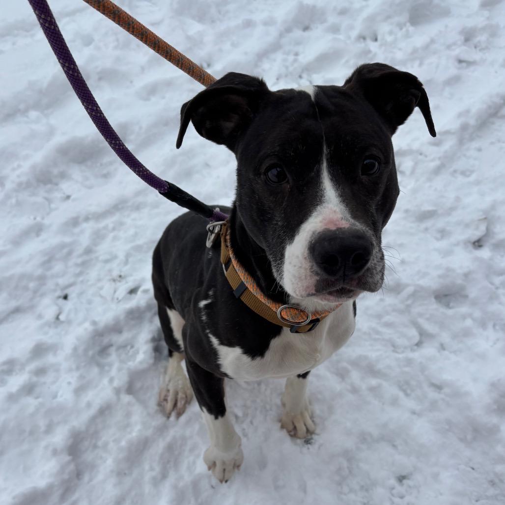 Enlarge Princess, a Adoptable Mixed Breed in Ballston Spa, NY image 2/3