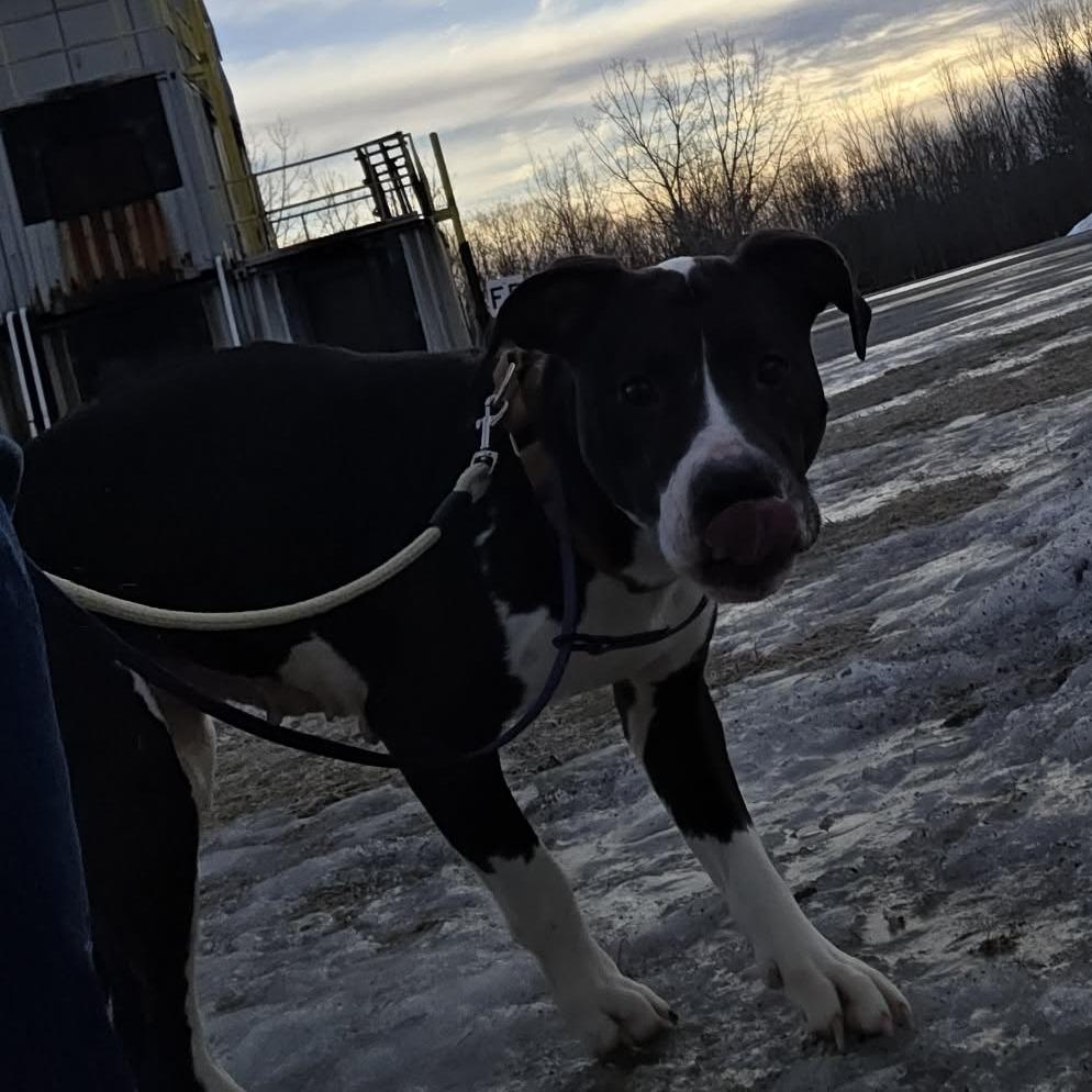 Enlarge Princess, a Adoptable Mixed Breed in Ballston Spa, NY image 3/3