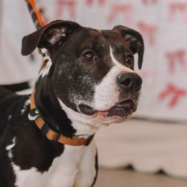 Princess, a Adoptable Mixed Breed in Ballston Spa, NY image 5/5