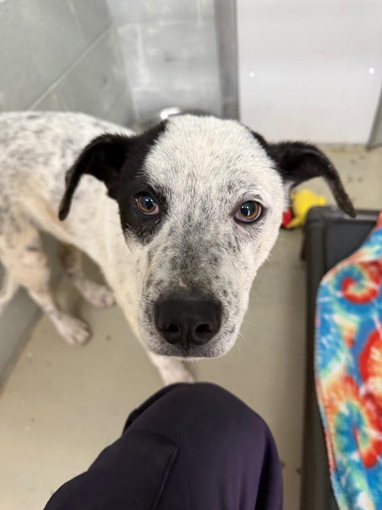 Enlarge Cupid, a Adoptable Cattle Dog in Camden, TN image 1/1