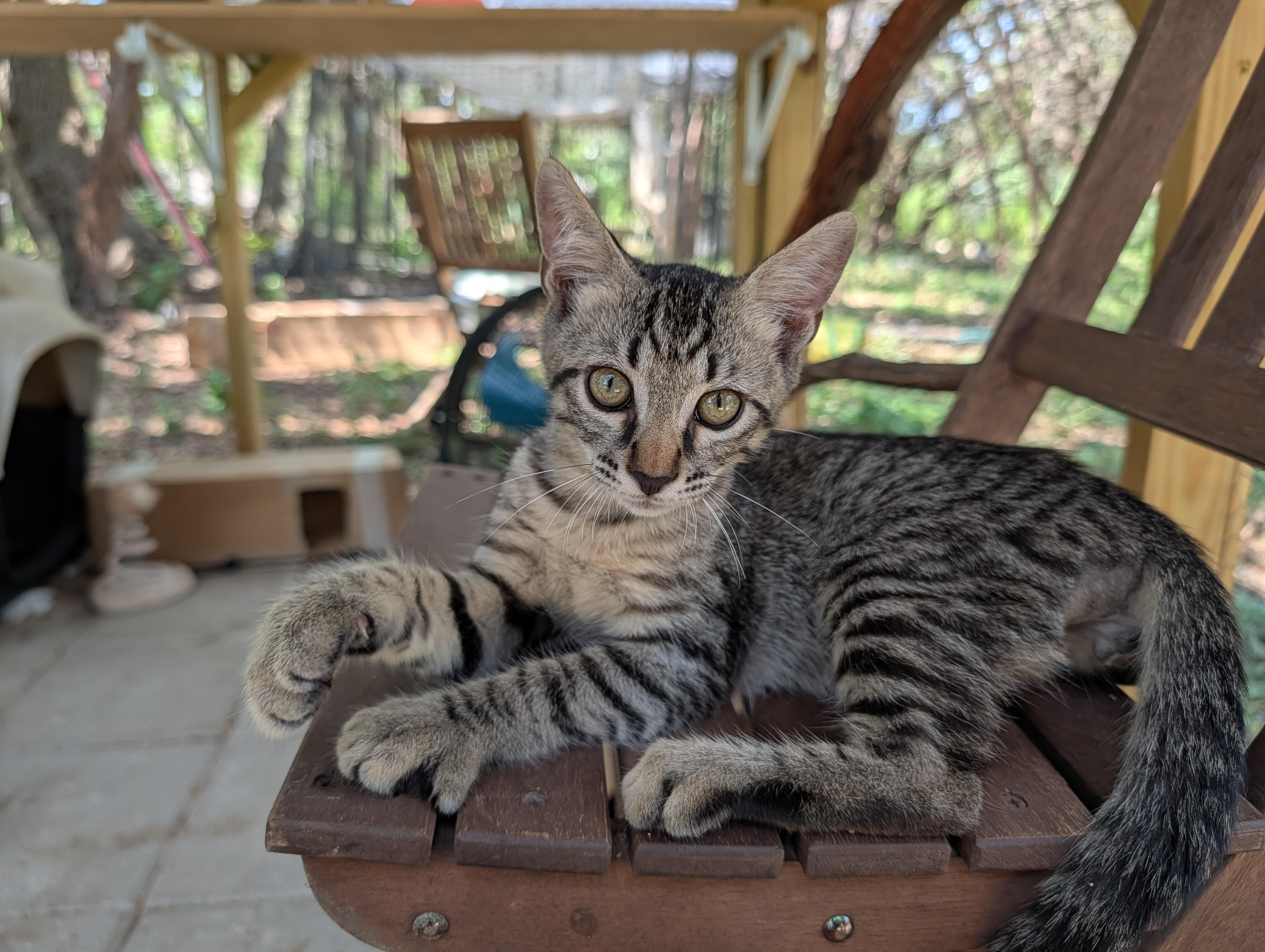 Enlarge Fastball, an adopted mixed breed in Fischer, TX image 3/3