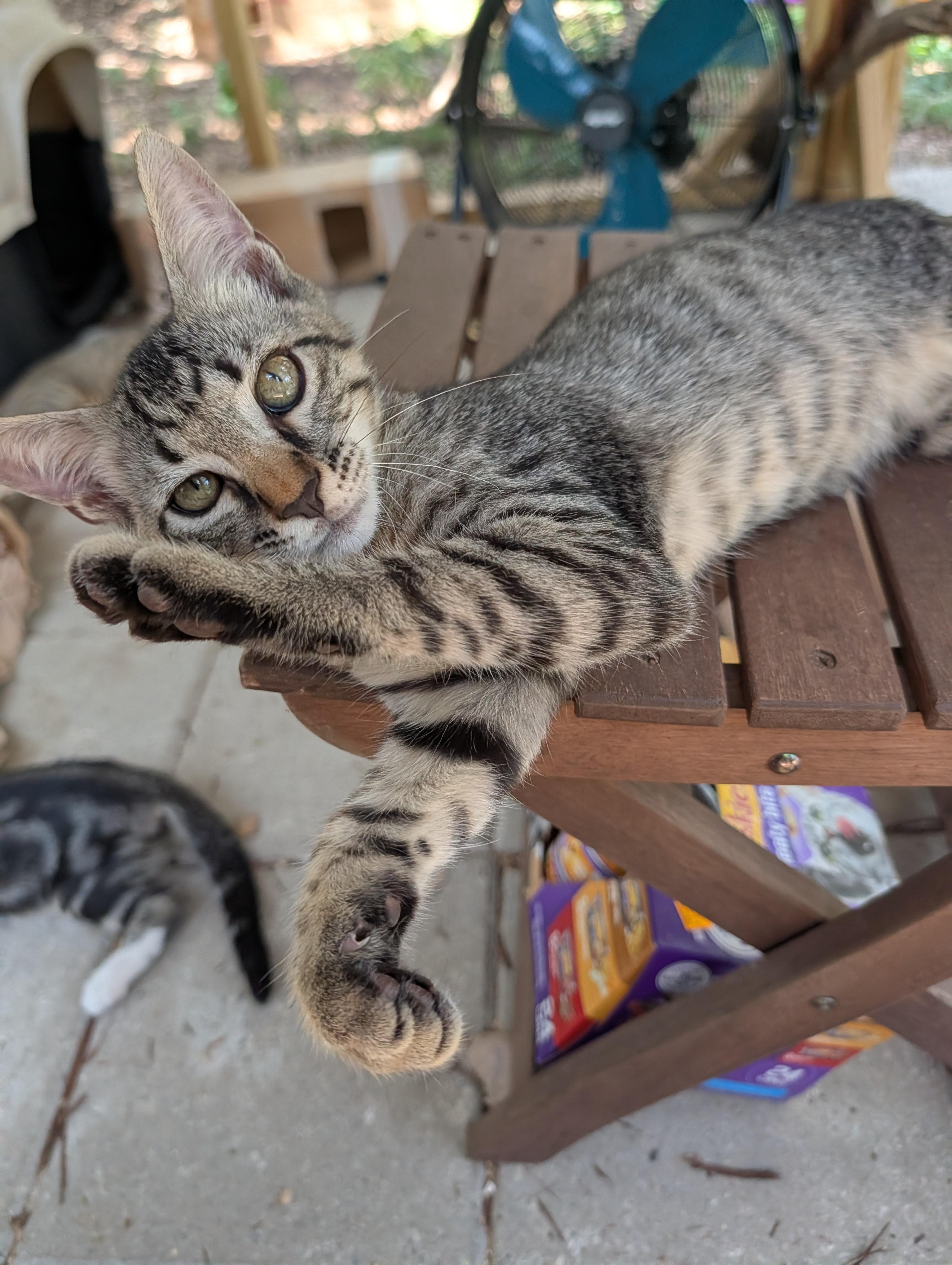 Enlarge Fastball, an adopted mixed breed in Fischer, TX image 1/3