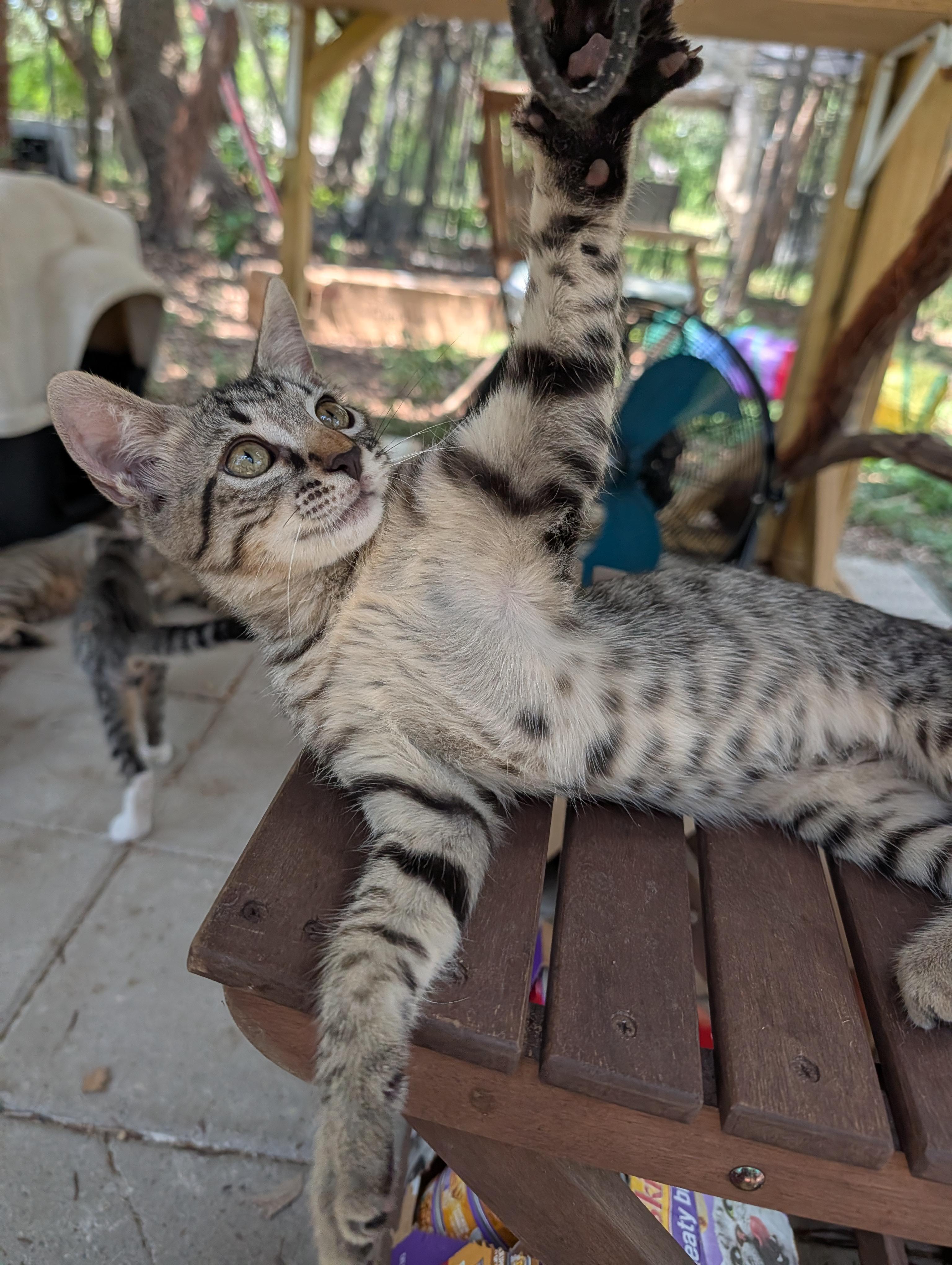 Enlarge Fastball, an adopted mixed breed in Fischer, TX image 2/3