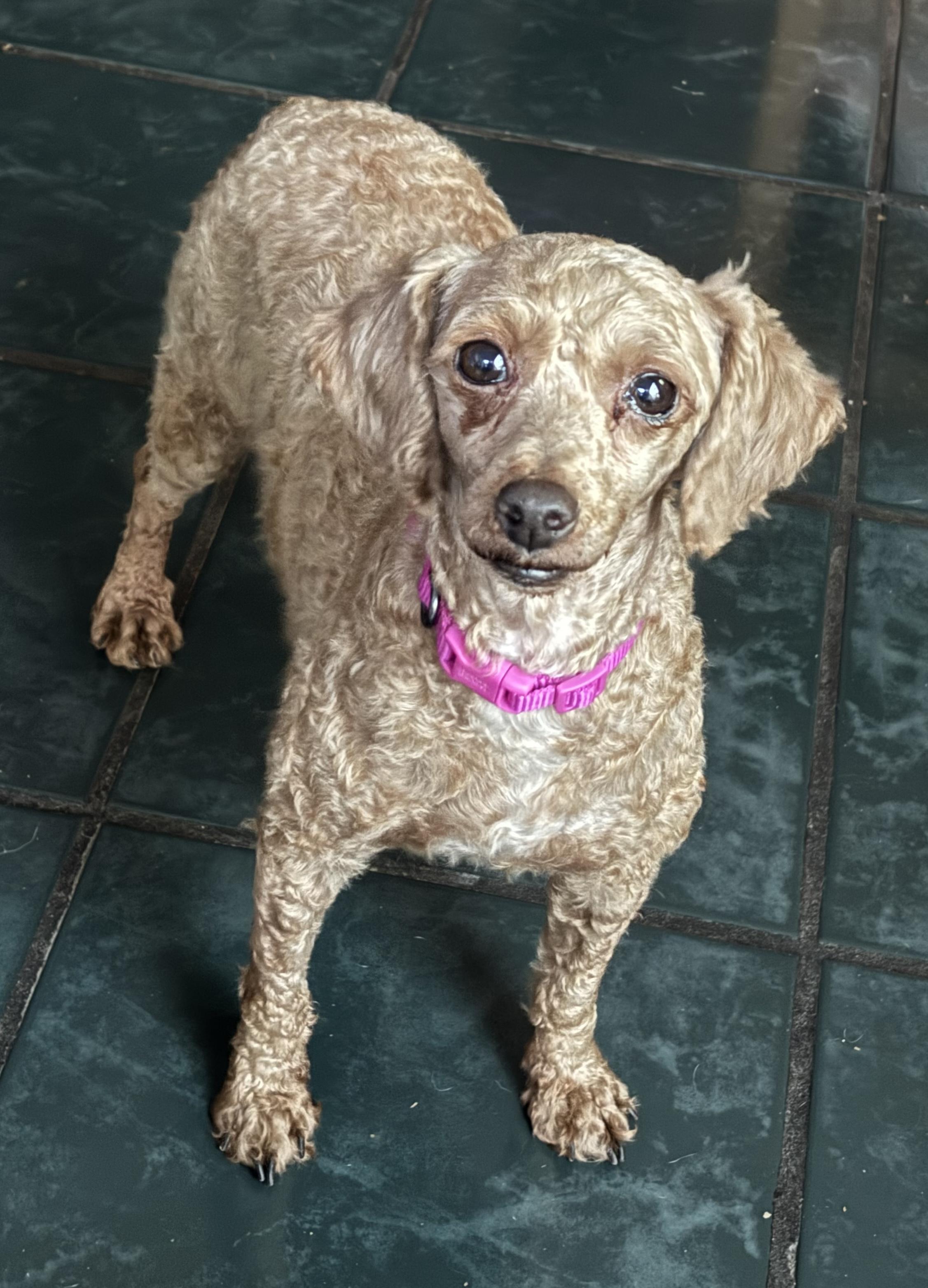 Enlarge Rubie, a ADOPTABLE Poodle in Overland Park, KS image 2/2