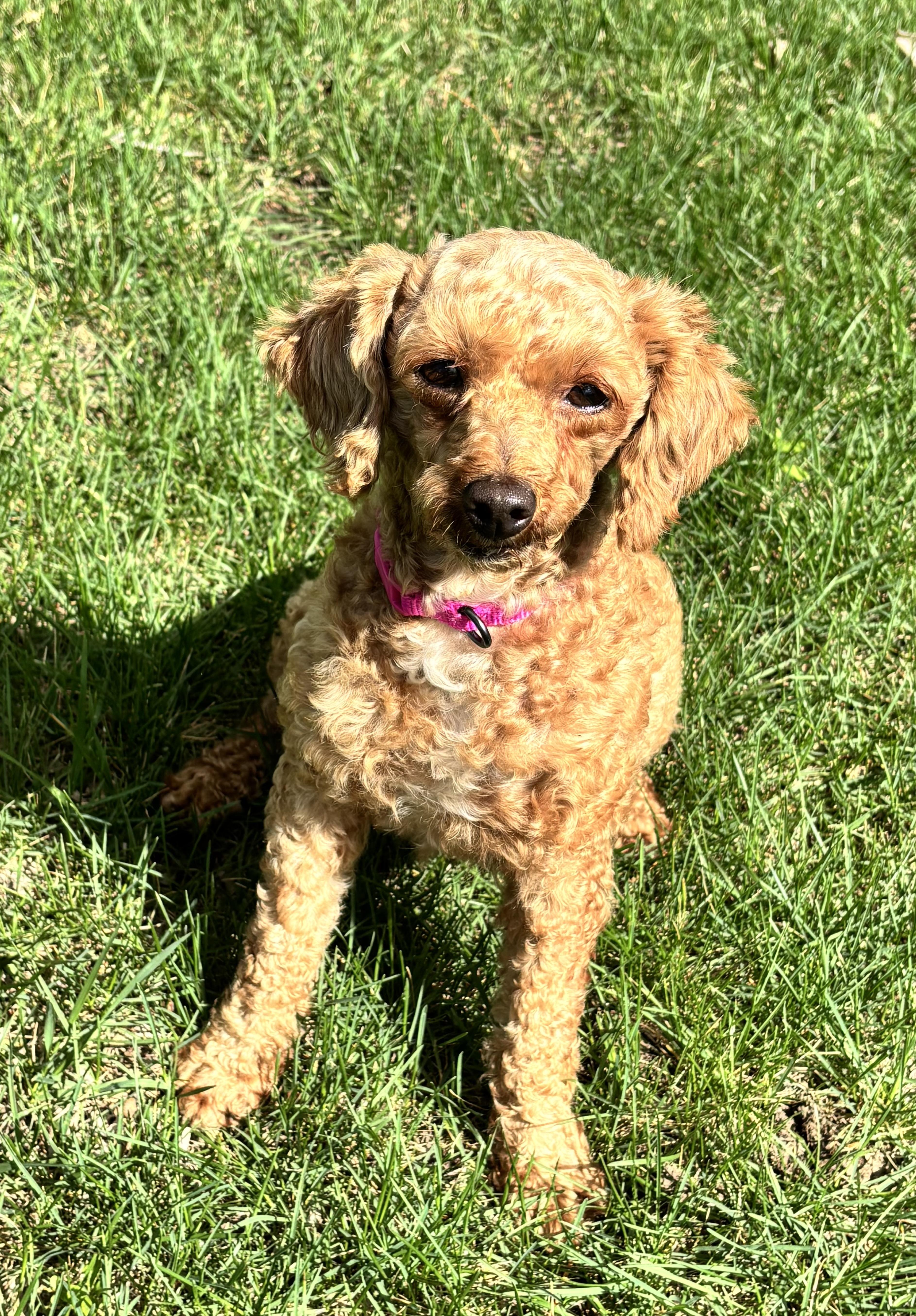 Rubie, ADOPTABLE, Adult Female Poodle.