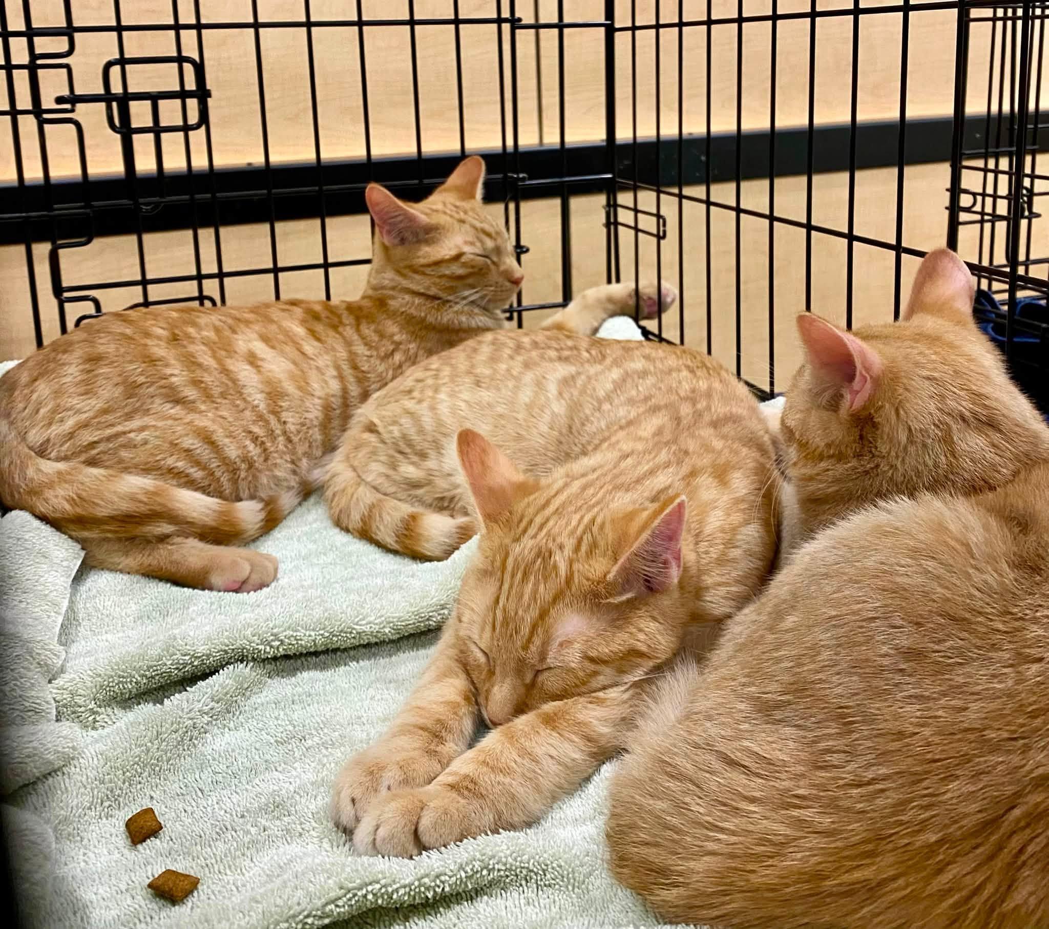 Arlene-Fee Sponsored (BOGO), a ADOPTABLE Domestic Short Hair in Leesburg, VA image 2/2
