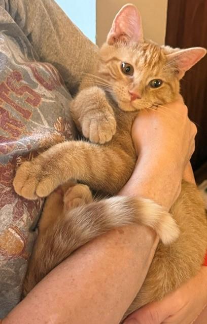 Arlene-Fee Sponsored (BOGO), ADOPTABLE, Kitten Female Domestic Short Hair.