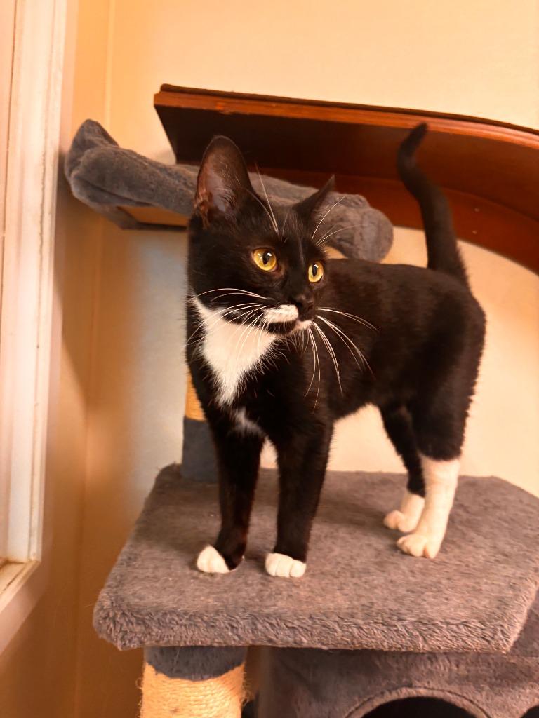 Primrose, Adoptable, Young Female Domestic Short Hair.