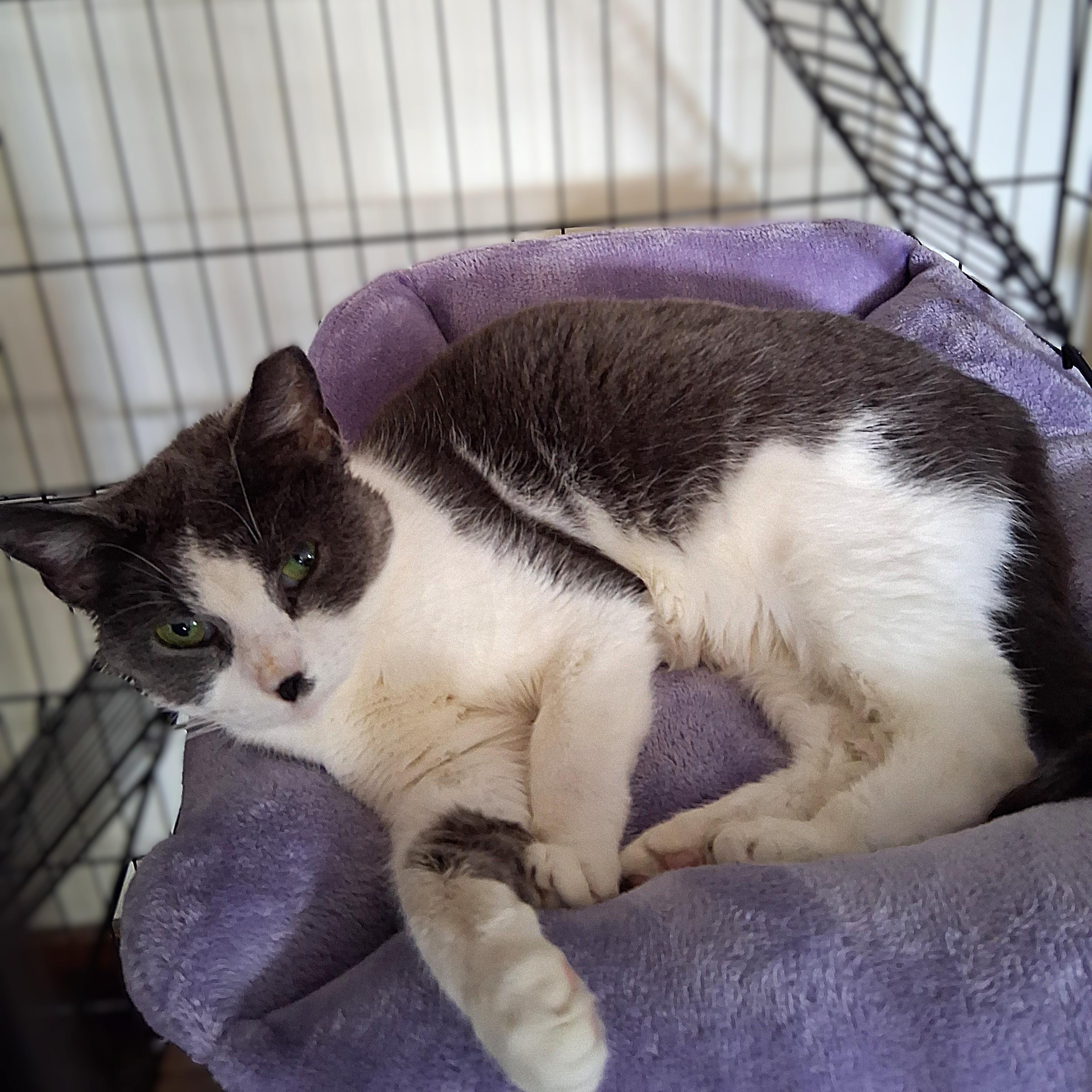 Toly, Adoptable, Adult Female Domestic Short Hair.