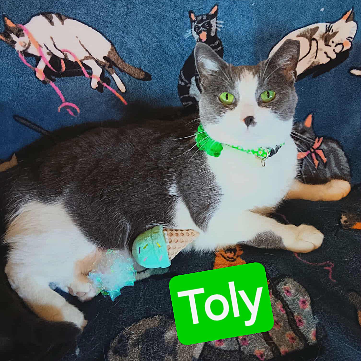 Enlarge Toly, a Adoptable Domestic Short Hair in Quincy, OH image 2/2