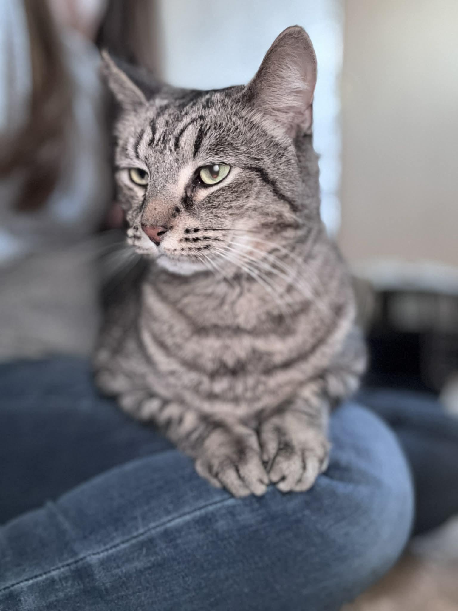 Augustino , adopted, Adult Male Domestic Short Hair.