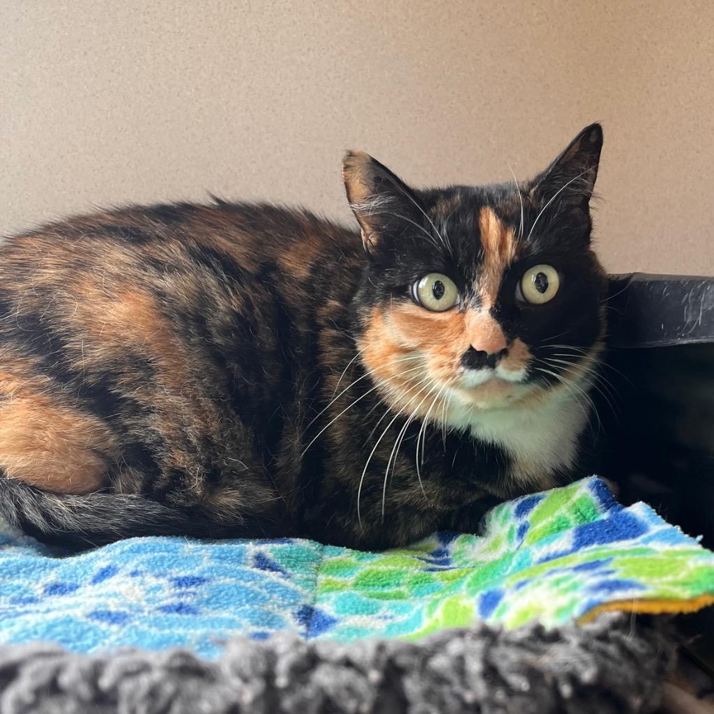 Boots, Adoptable, Adult Female Domestic Short Hair.