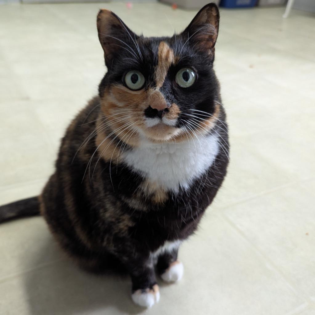 Enlarge Boots, a Adoptable mixed breed in Aberdeen, WA image 2/2