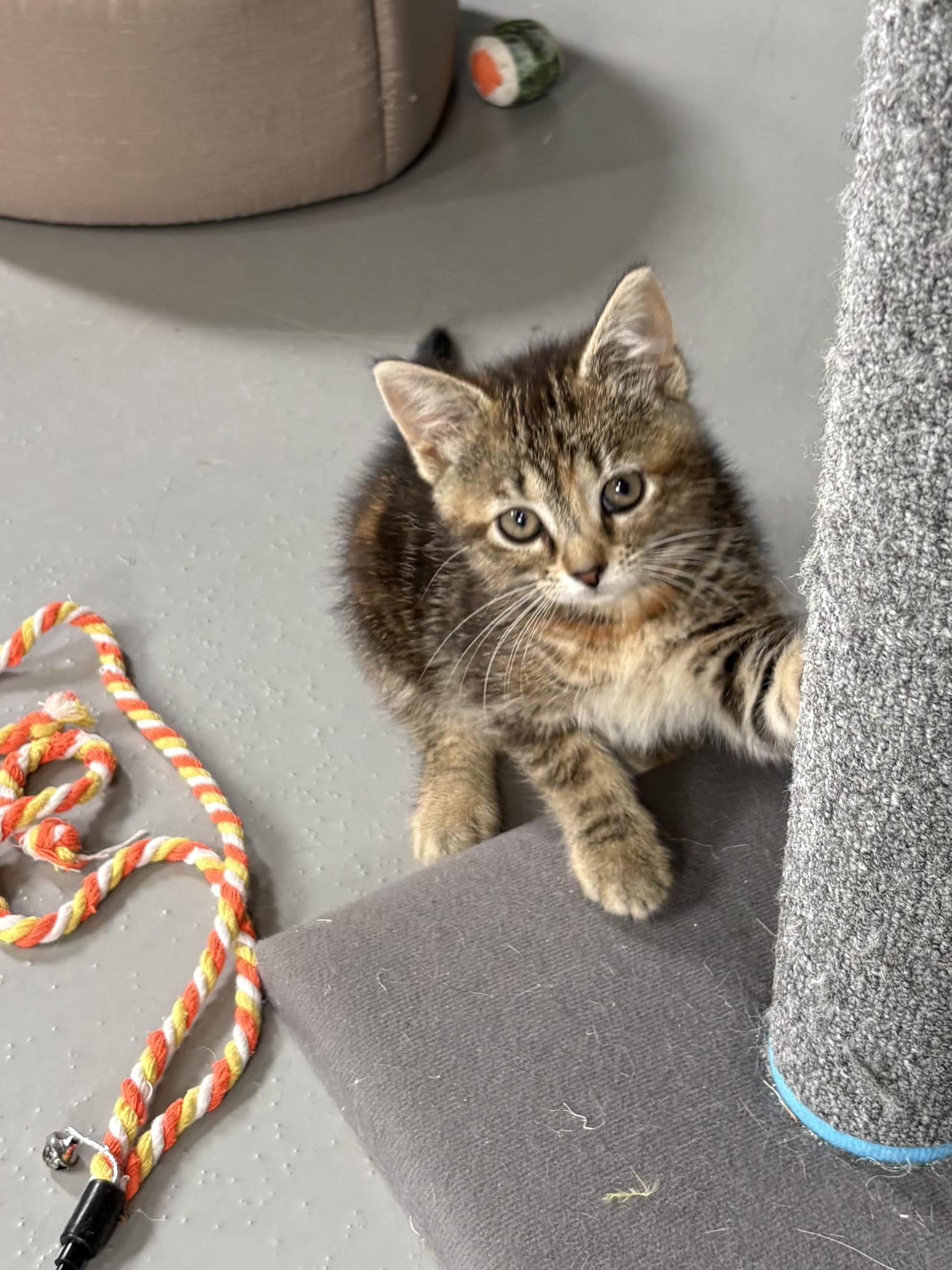 Enlarge Jupiter, a ADOPTABLE American Shorthair in Big Rapids, MI image 4/4