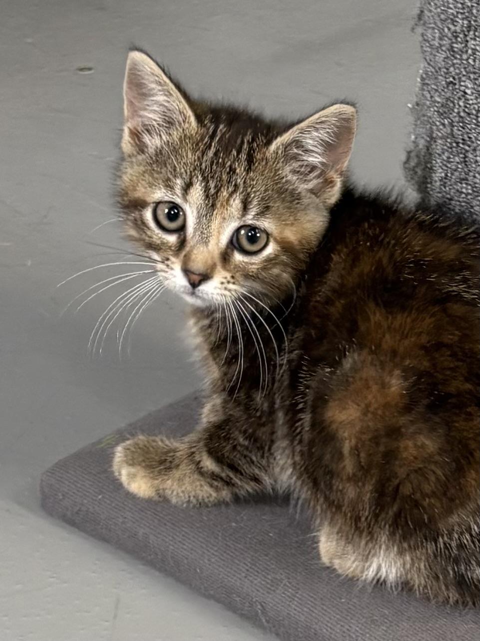 Enlarge Jupiter, a ADOPTABLE American Shorthair in Big Rapids, MI image 2/4