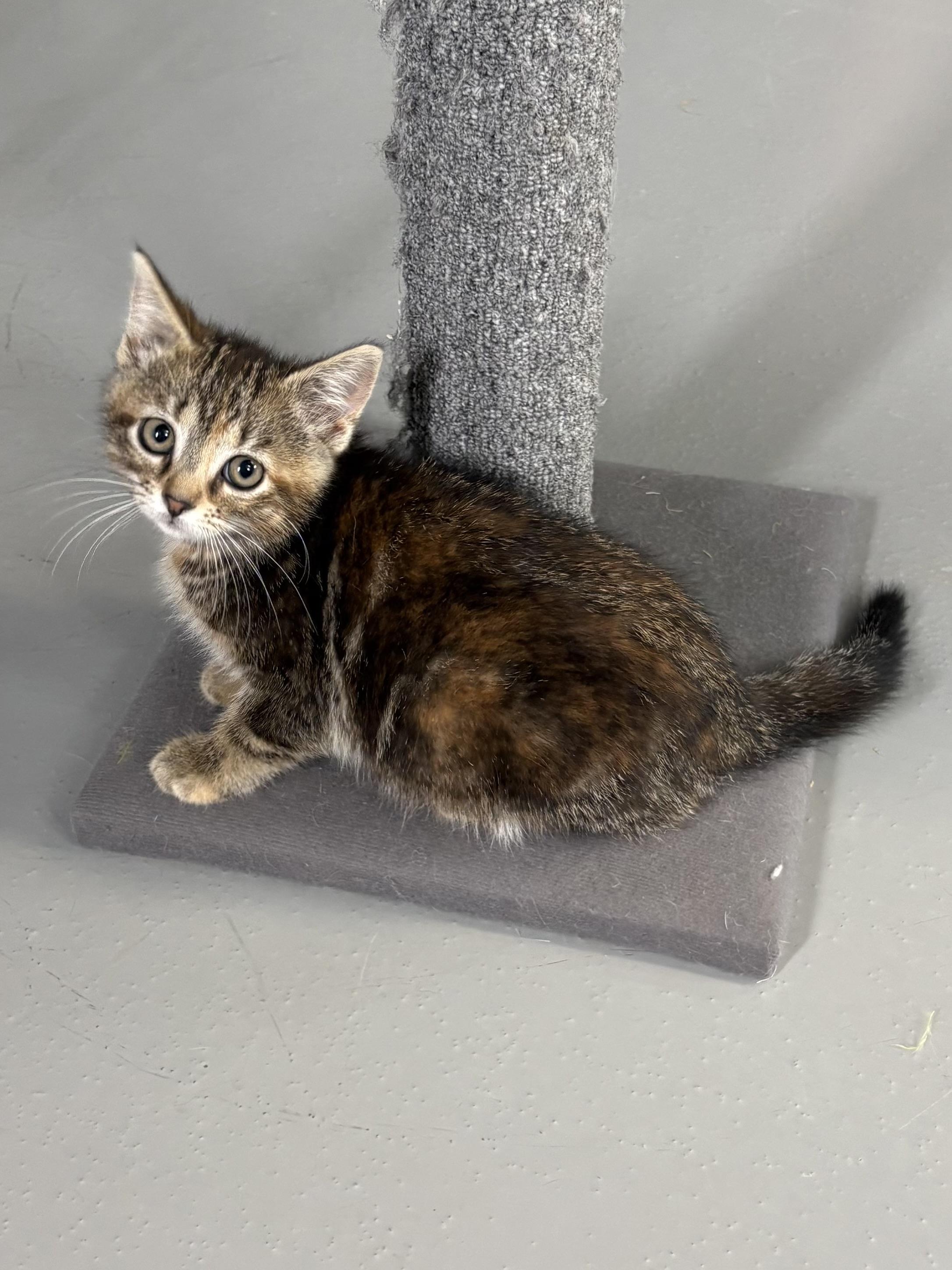 Enlarge Jupiter, a ADOPTABLE American Shorthair in Big Rapids, MI image 3/4