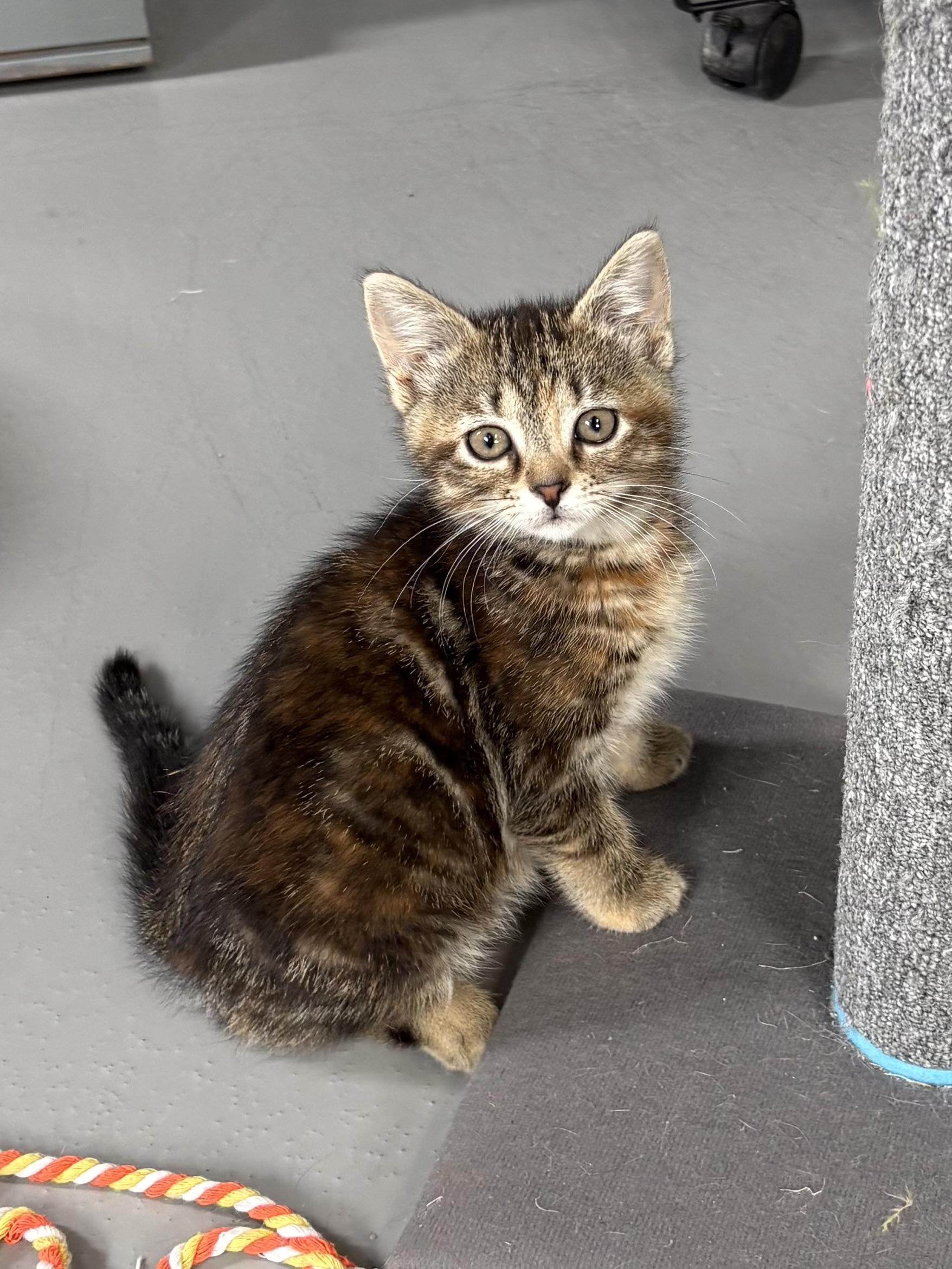 Enlarge Jupiter, a ADOPTABLE American Shorthair in Big Rapids, MI image 1/4