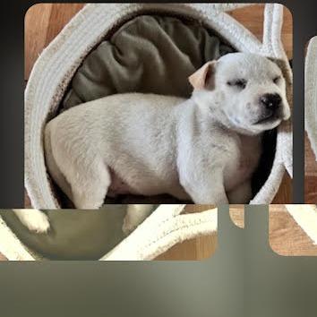 Enlarge Casper, a Adoptable Mixed Breed in Frederiksted, VI image 3/6
