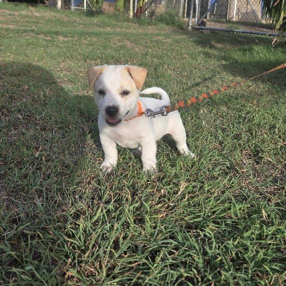 Enlarge Casper, a Adoptable Mixed Breed in Frederiksted, VI image 4/6