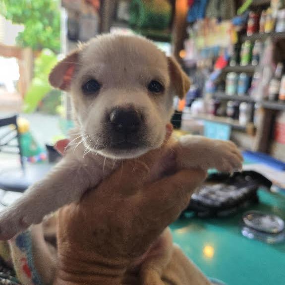 Enlarge Casper, a Adoptable Mixed Breed in Frederiksted, VI image 5/6