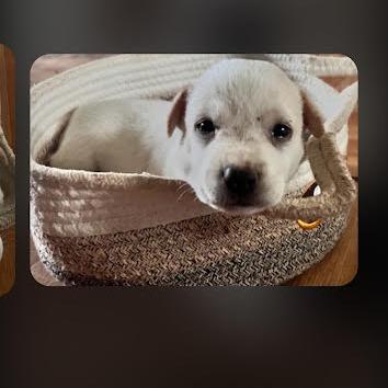 Enlarge Casper, a Adoptable Mixed Breed in Frederiksted, VI image 6/6