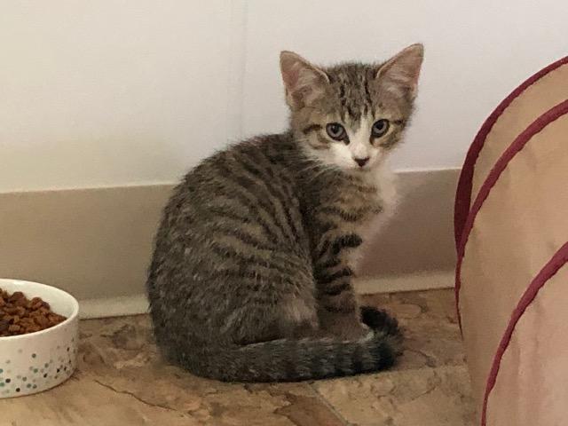 Hawthorne, a Adoptable mixed breed in Bourbonnais, IL image 2/4