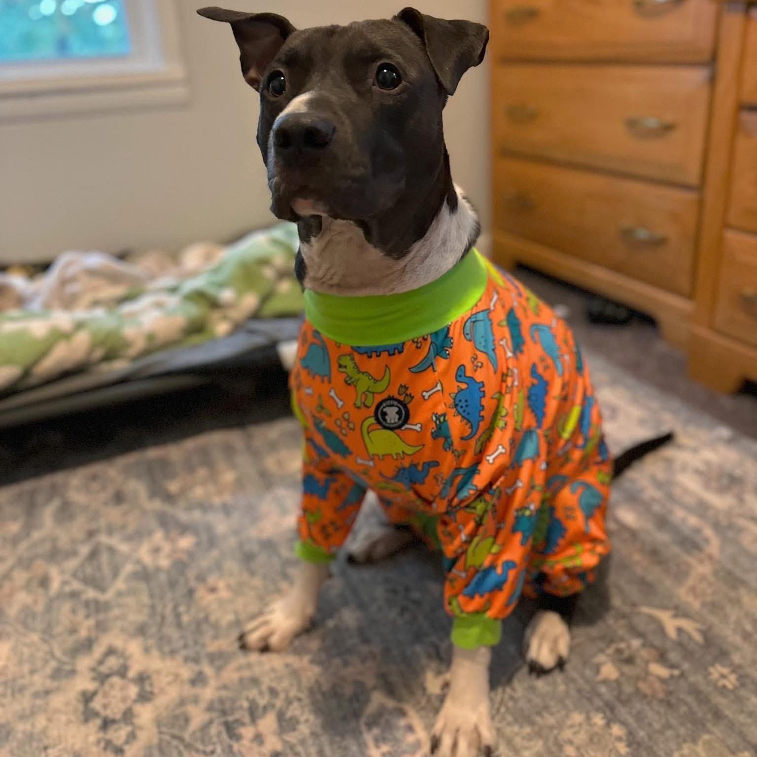Jordan, an adoptable American Staffordshire Terrier in Youngstown, OH, 44515 | Photo Image 1