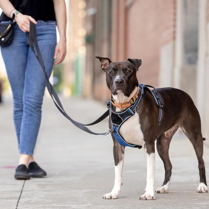 Jordan, an adoptable American Staffordshire Terrier in Youngstown, OH, 44515 | Photo Image 2