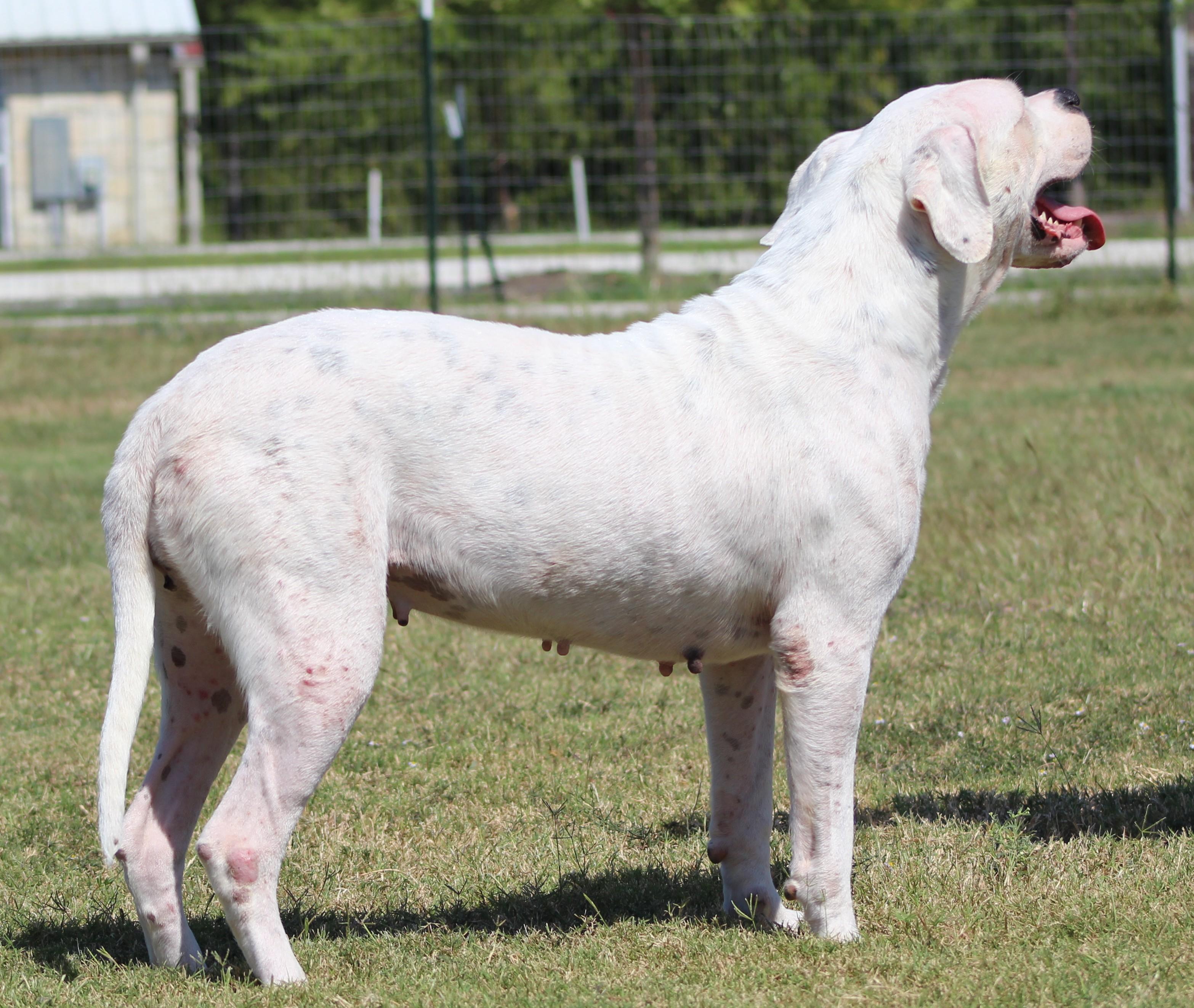 Enlarge Bunnie XO, a Adoptable Dogo Argentino in Temple, TX image 6/6