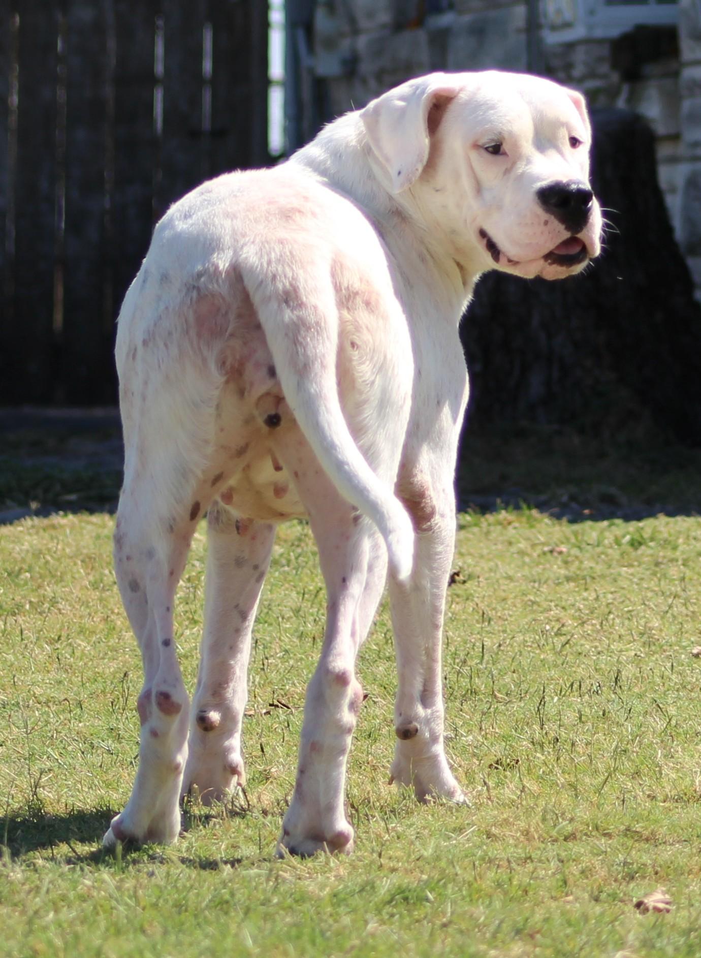 Enlarge Bunnie XO, a Adoptable Dogo Argentino in Temple, TX image 3/6
