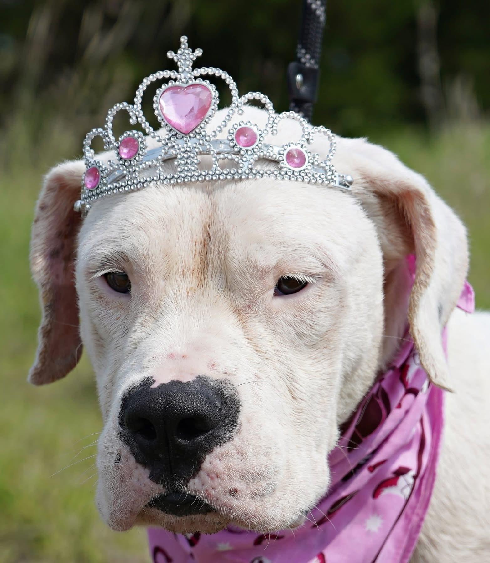 Enlarge Bunnie XO, a Adoptable Dogo Argentino in Temple, TX image 1/6