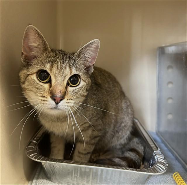 Enlarge RONDA ROUSEY, a Adoptable Domestic Short Hair in Lincolnton, NC image 1/1