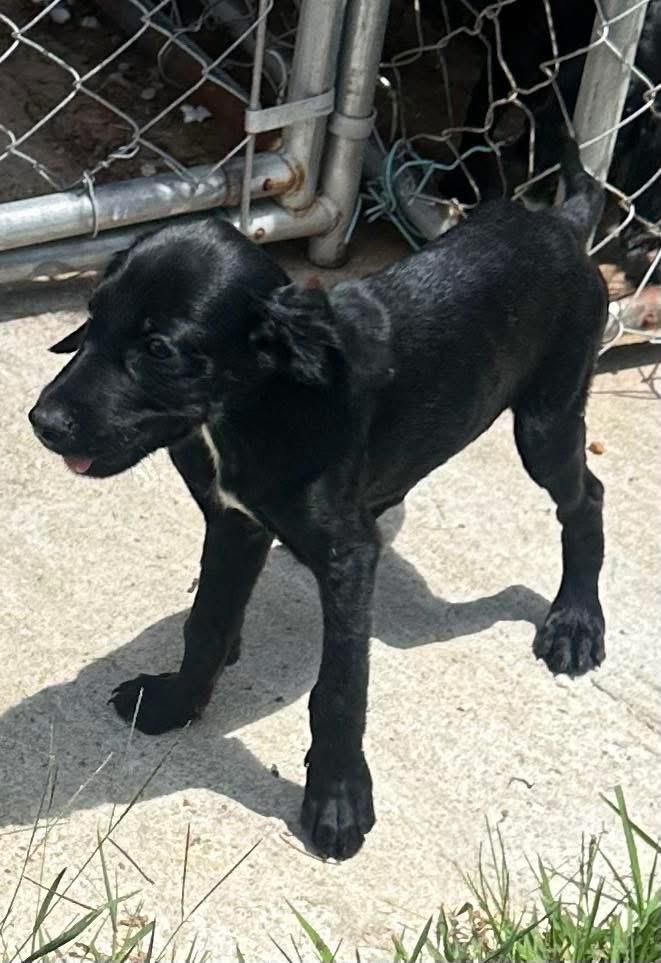 Flip, Adopted, Puppy Male Mixed Breed.