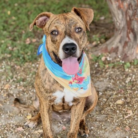 Enlarge Toodles, a Adoptable mixed breed in Rye, NY image 3/5