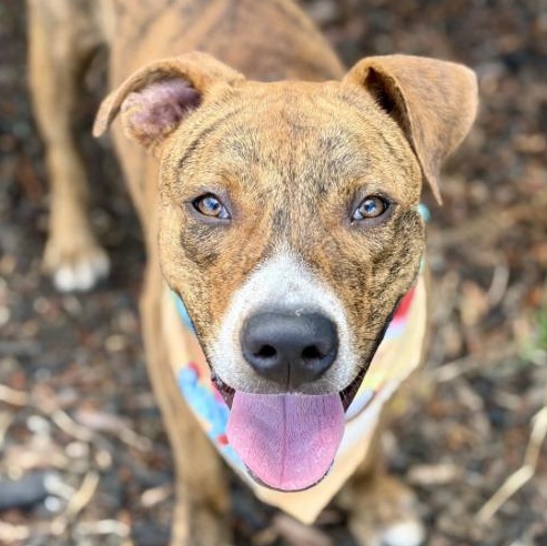 Enlarge Toodles, a Adoptable mixed breed in Rye, NY image 2/5