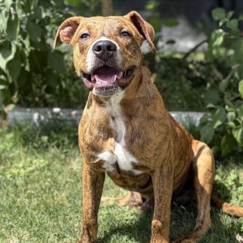 Enlarge Toodles, a Adoptable mixed breed in Rye, NY image 4/5