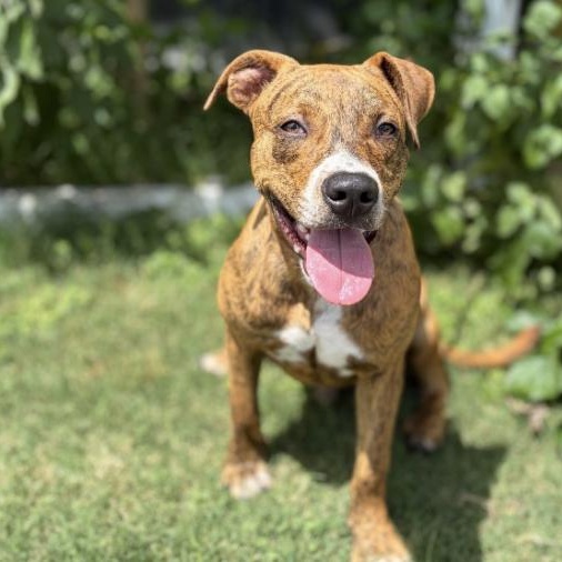 Enlarge Toodles, a Adoptable mixed breed in Rye, NY image 5/5