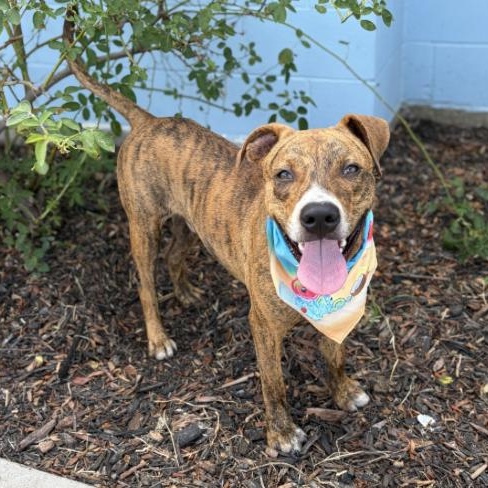 Enlarge Toodles, a Adoptable mixed breed in Rye, NY image 1/5