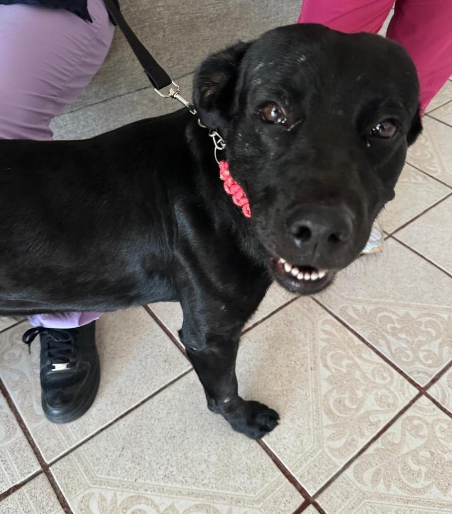 Bear — thumbnail 2