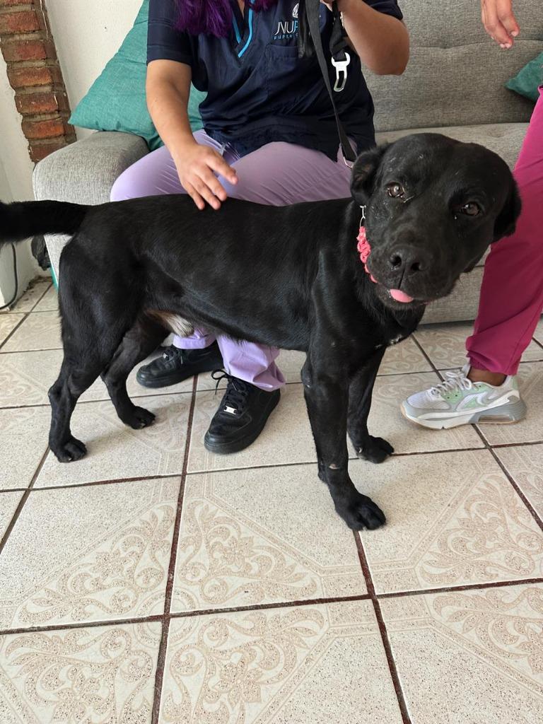 Bear — thumbnail 4