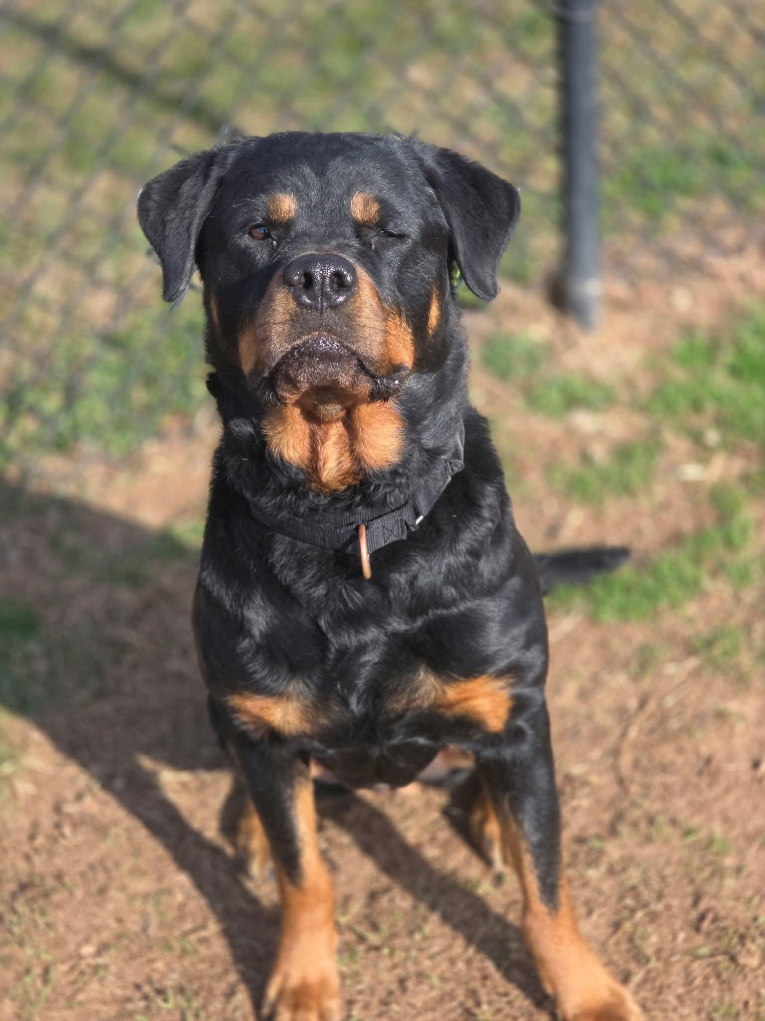 Enlarge Sugarplum, a Adoptable Rottweiler in Tonawanda, NY image 2/3