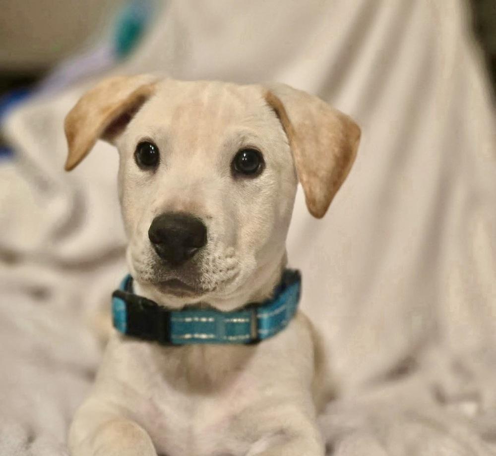 Enlarge Ramble, a Adoptable mixed breed in Escondido, CA image 2/5