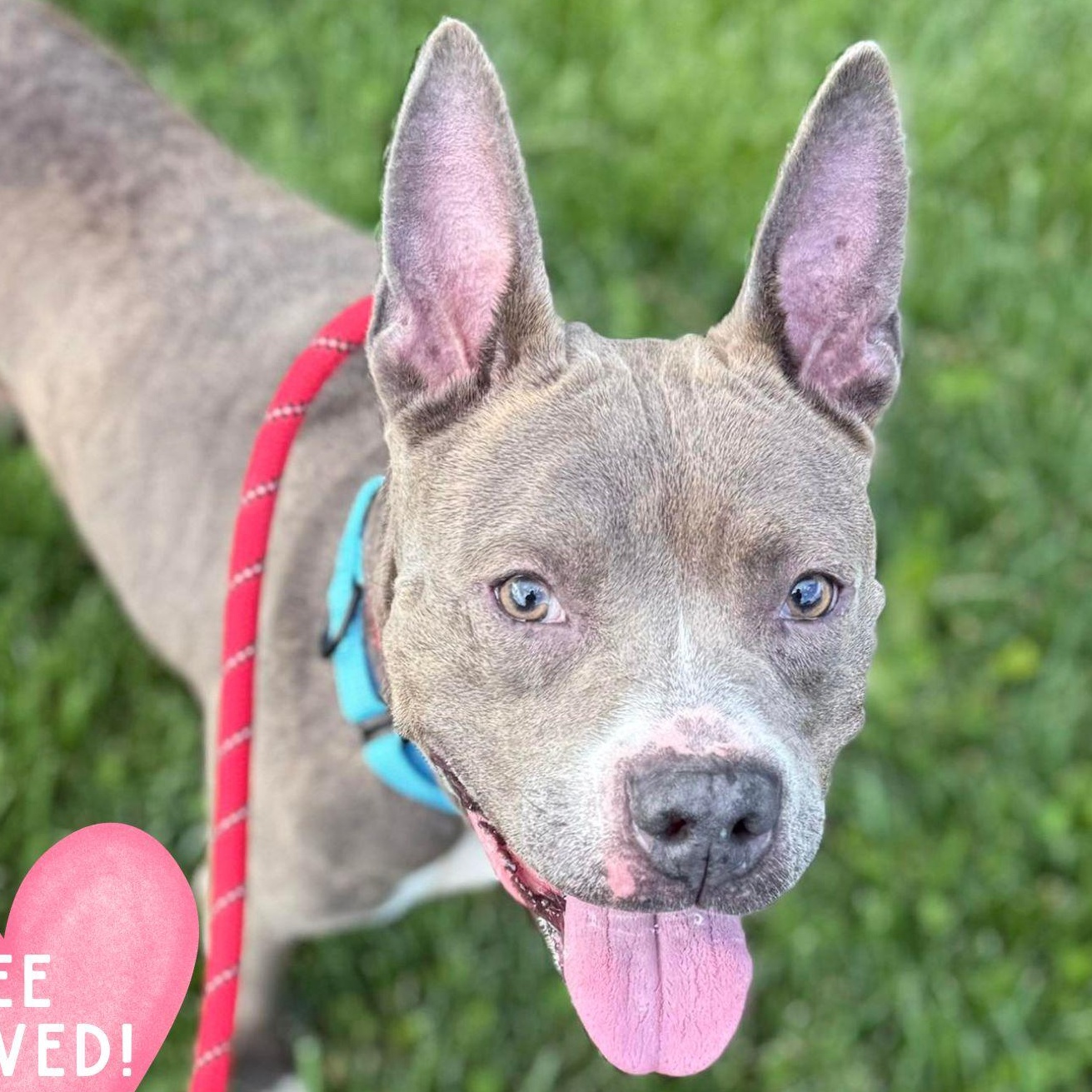 Enlarge Glory, a ADOPTABLE Pit Bull Terrier in Baldwin, MD image 1/1