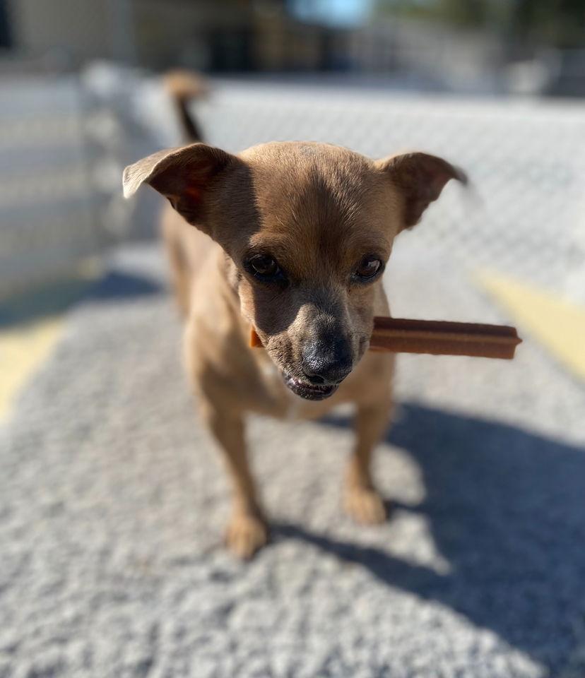 Squeaks, Adoptable, Young Male Chihuahua.