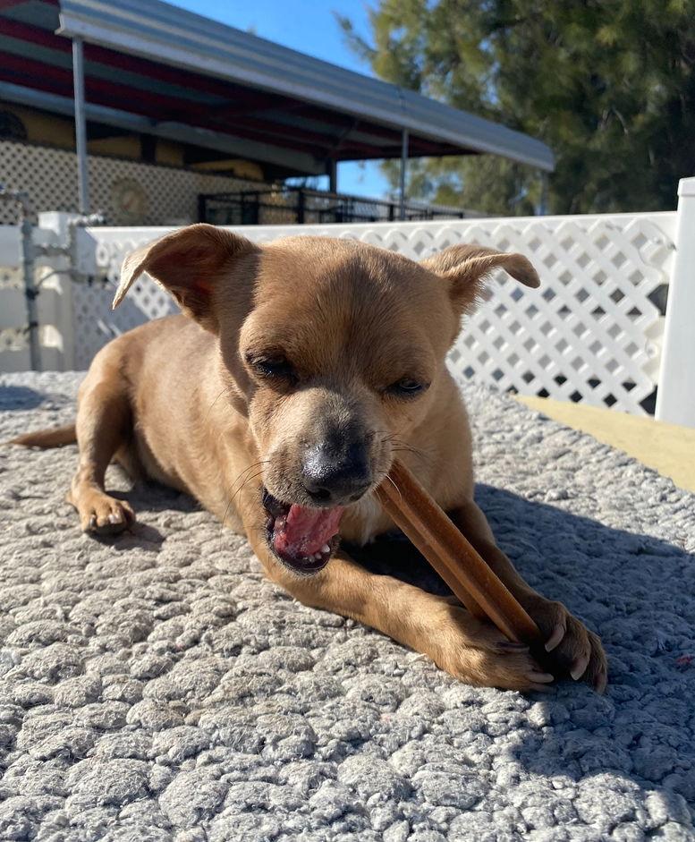 Squeaks, a Adoptable Chihuahua in La Verne, CA image 2/3