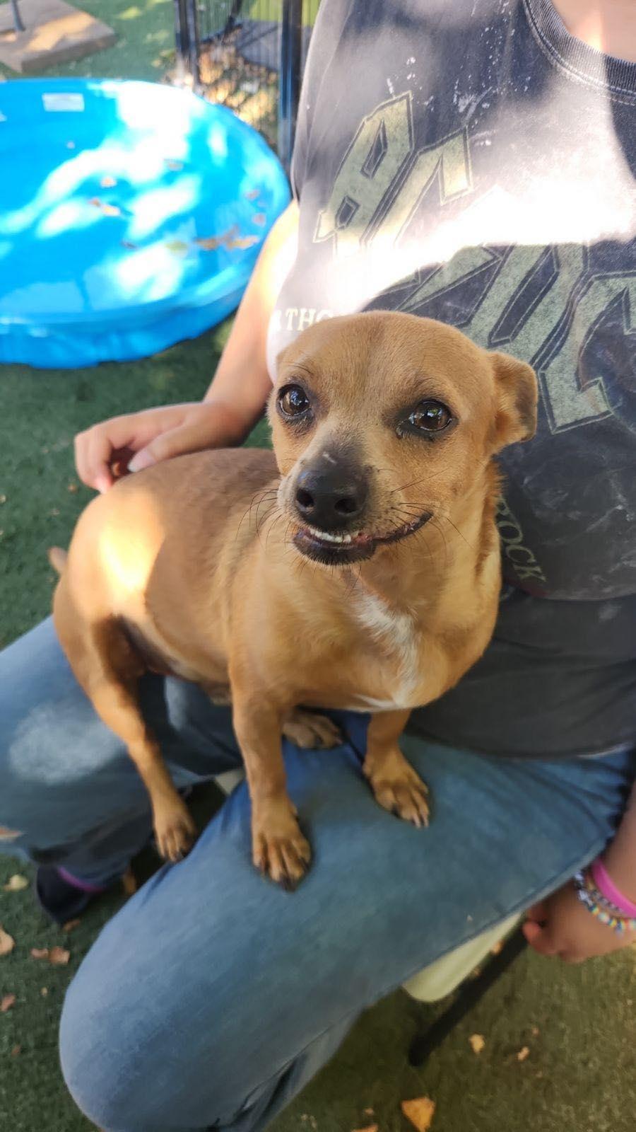 Squeaks, Adoptable, Young Male Chihuahua.