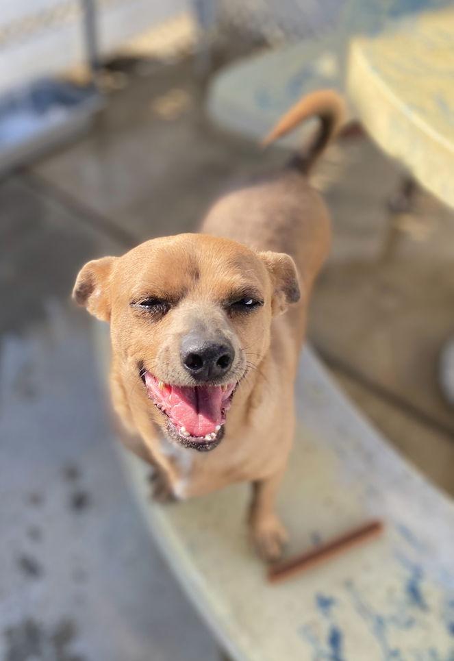 Squeaks, Adoptable, Young Male Chihuahua.